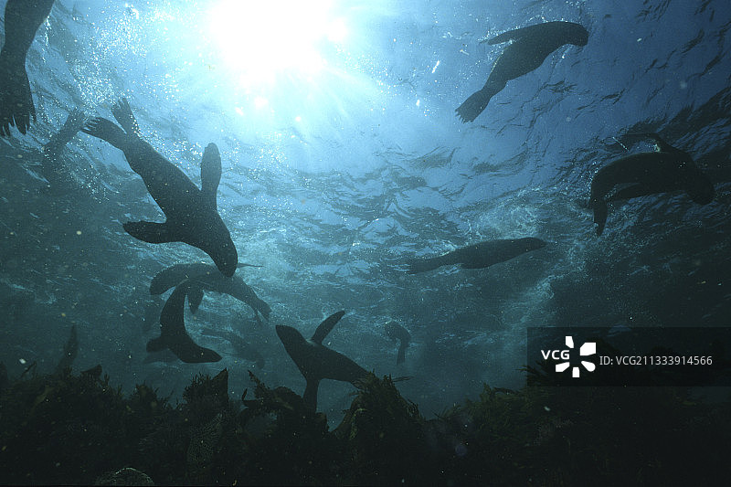 在美国游泳的加利福尼亚海狮图片素材