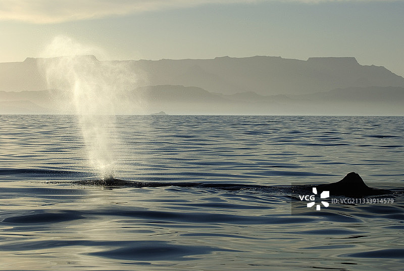 抹香鲸在加利福尼亚湾的夕阳下喷水图片素材
