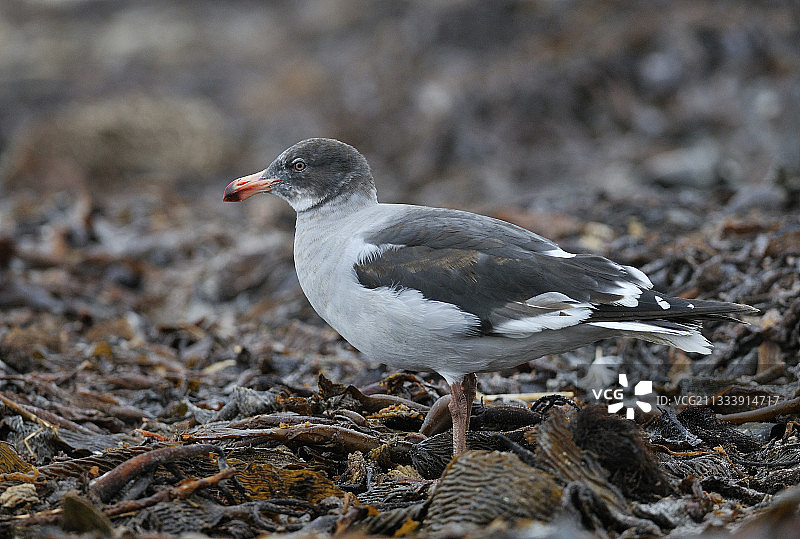 海豚鸥（幼鸟），福克兰群岛图片素材