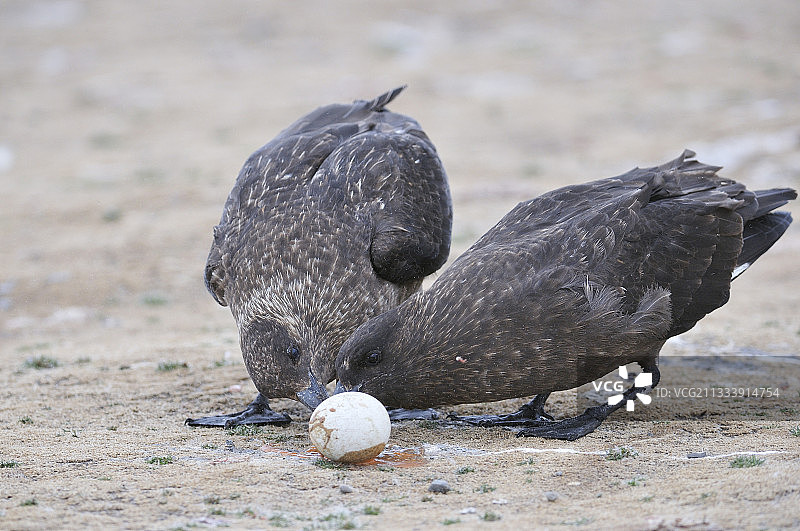 马岛贼鸥，福克兰群岛（马尔维纳斯群岛）图片素材