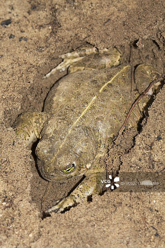 法国：短腿蟾蜍钻入土中图片素材
