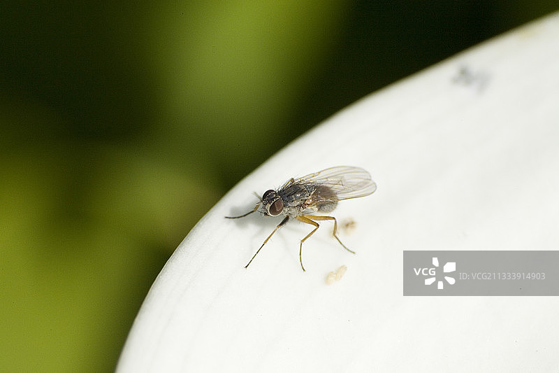 休息中的厩蝇图片素材