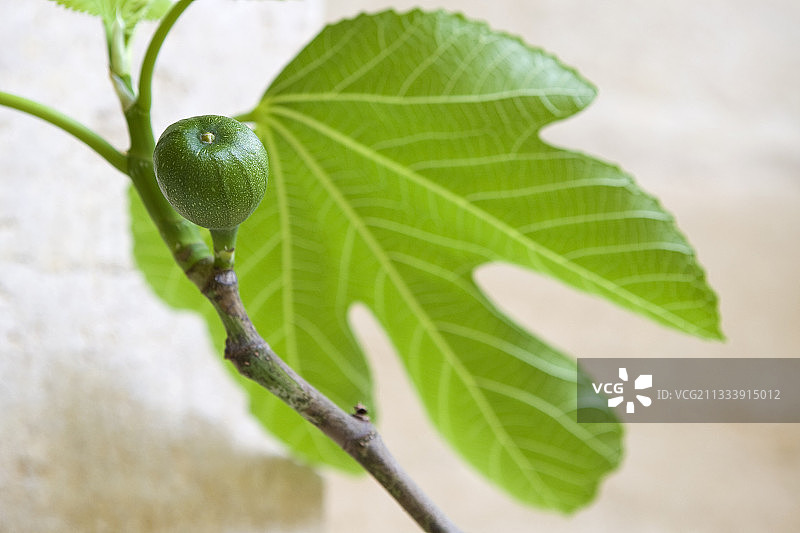 法国勃艮第的未成熟无花果和榕树叶图片素材
