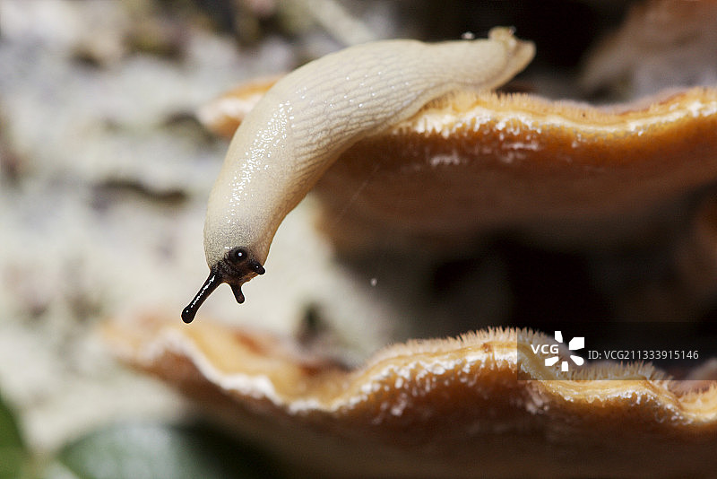 法国侏罗山脉蘑菇上的平衡蛞蝓图片素材