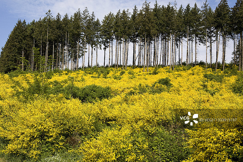 法国针叶树和西班牙金雀花种植园图片素材