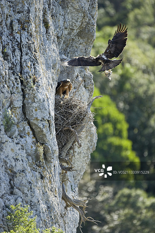 博内利氏鹰在巢中捕食鸽子（埃罗省）图片素材