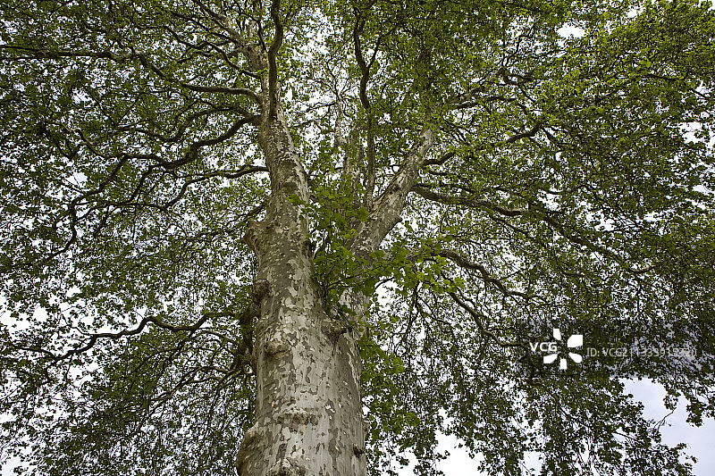 低角度拍摄的法国勃艮第未修剪的悬铃木图片素材