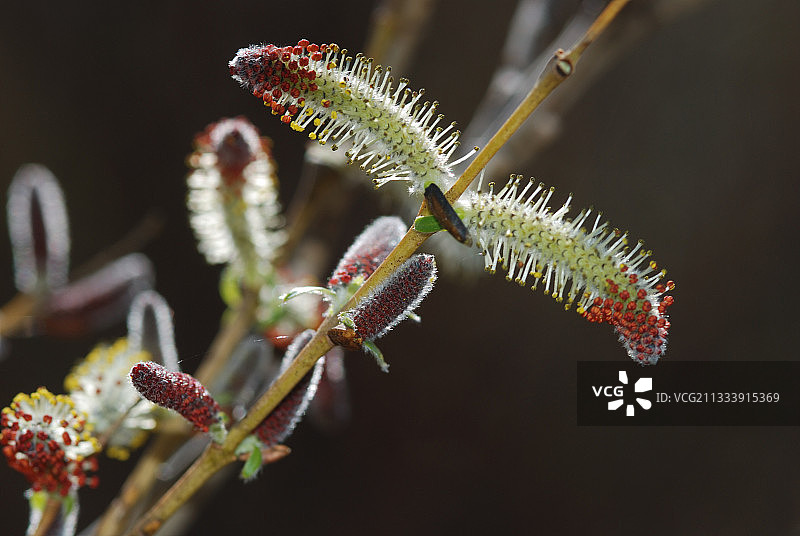 阿尔代什的柳絮图片素材