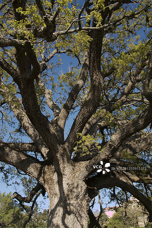 法国米尔斯村附近的橡树图片素材