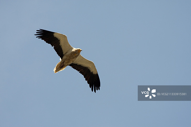在沃克吕兹飞行的埃及秃鹫，法国图片素材