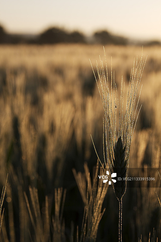 法国吕贝隆地区自然公园的日落麦田图片素材