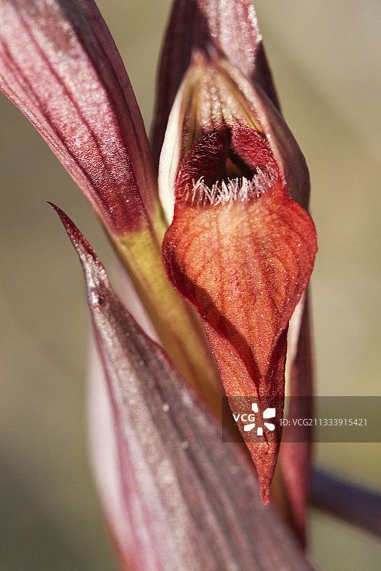 法国吕贝隆公园的瑟拉皮亚兰花图片素材