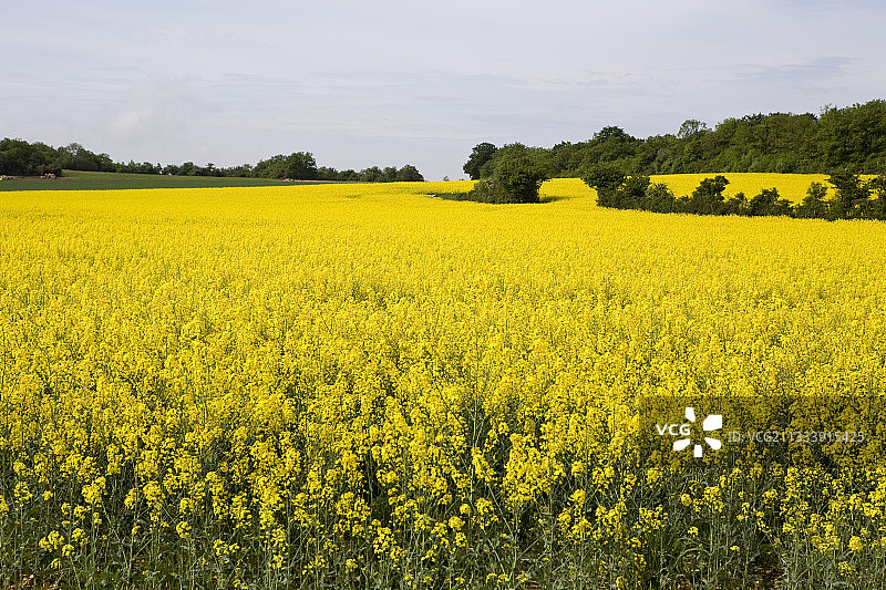 法国勃艮第盛开的芜菁田图片素材