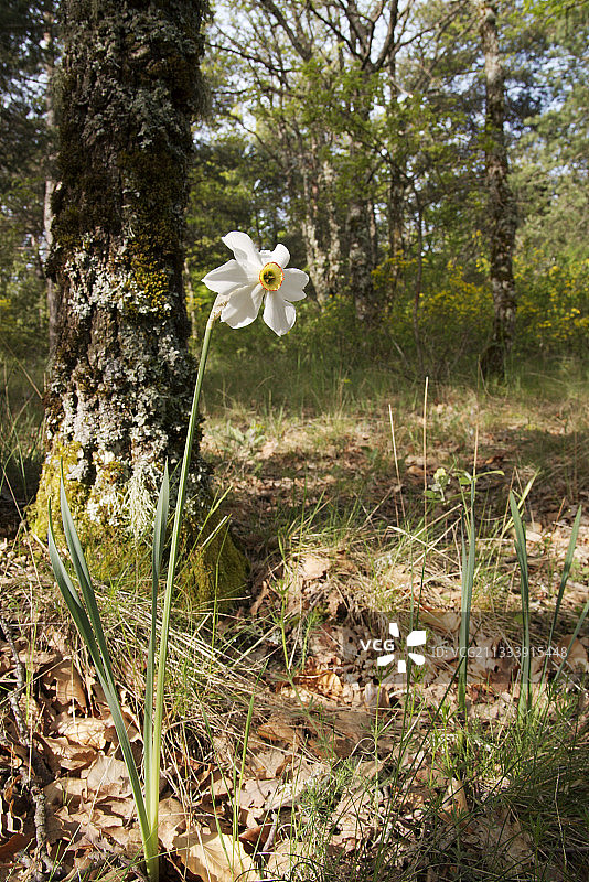 沃克吕兹盛开的诗人水仙花图片素材