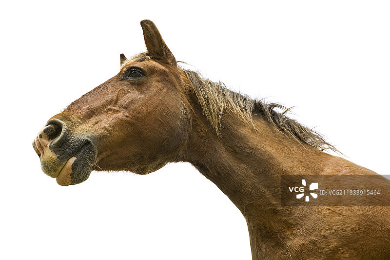 法国勃艮第地区半干旱的母马图片素材