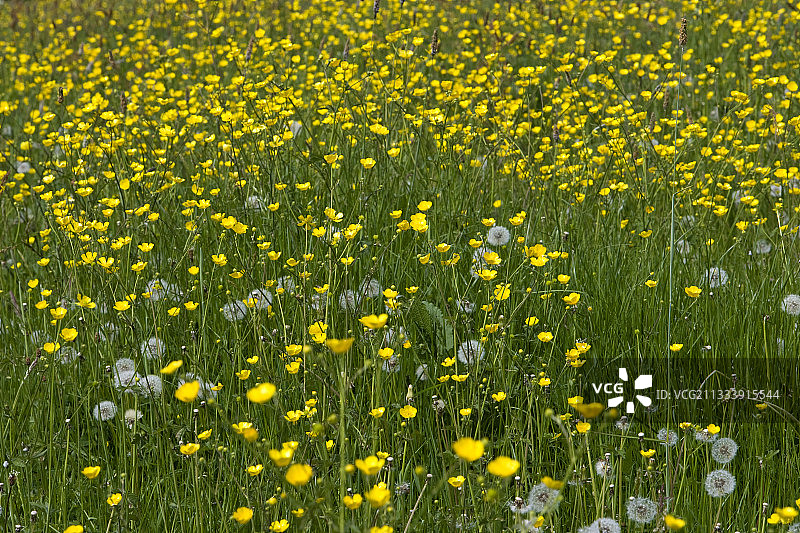 盛开的毛茛花和蒲公英图片素材