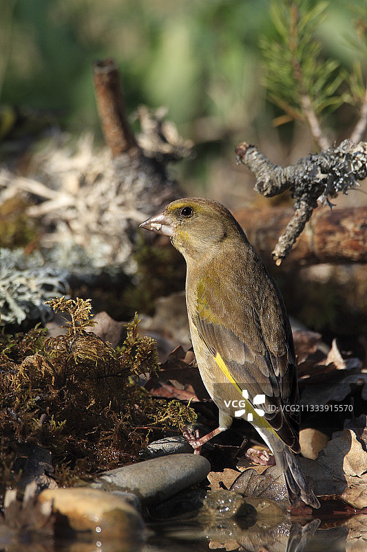 法国沃克吕兹的绿雀图片素材