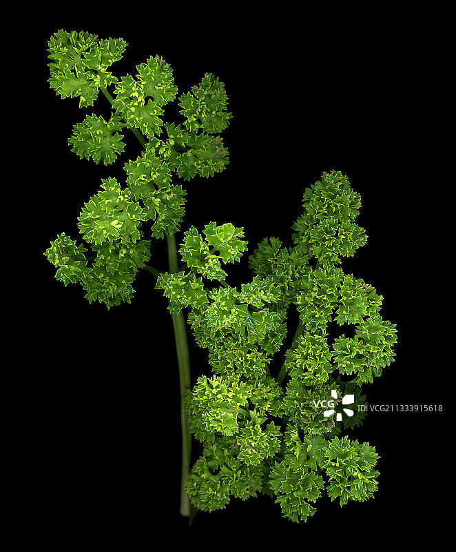 常见欧芹图片素材
