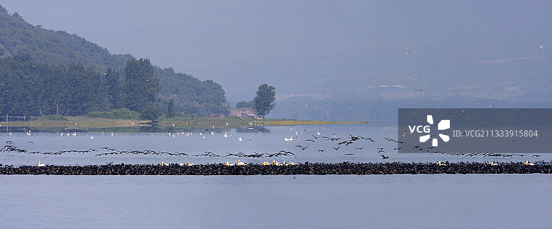 鸟类在希腊克尔基尼湖一起捕鱼图片素材
