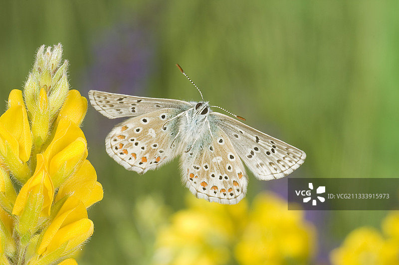 阿多尼斯蓝蝶飞翔肖像图片素材