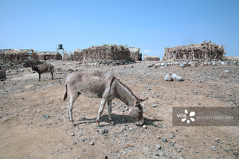 用于运输盐板的动物图片素材