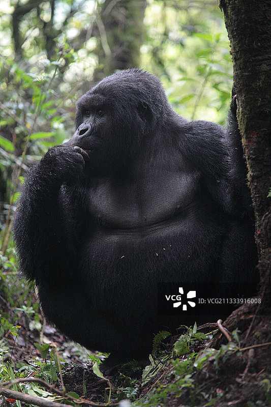 Kwitonda大猩猩群首领图片素材