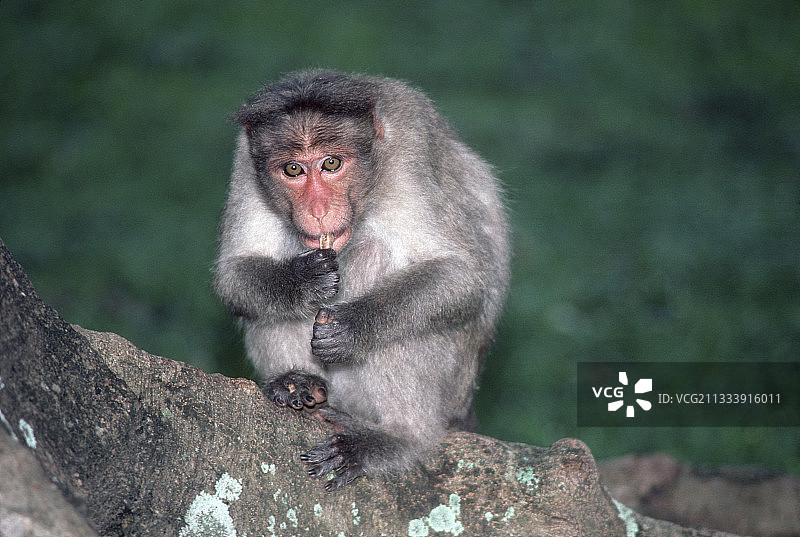坐在树枝上的恒河猴，印度班加罗尔图片素材