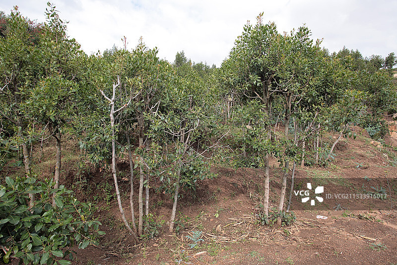 埃塞俄比亚的卡特种植园图片素材