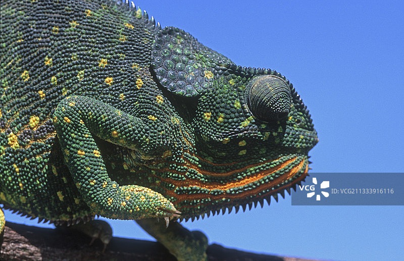 坦桑尼亚布亨巴变色龙肖像图片素材