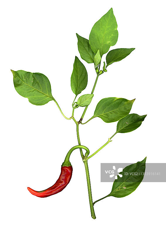 辣椒工作室图片素材