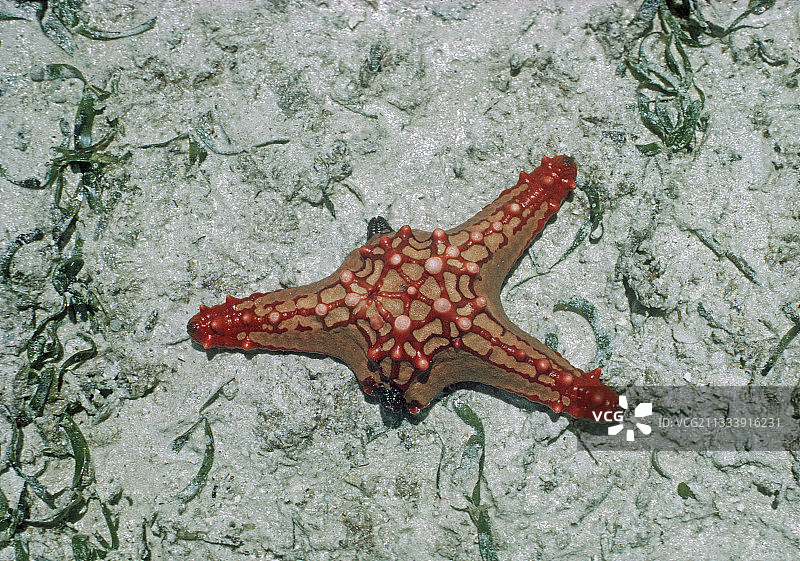 肯尼亚蒙巴萨的红色海星再生了两条手臂图片素材