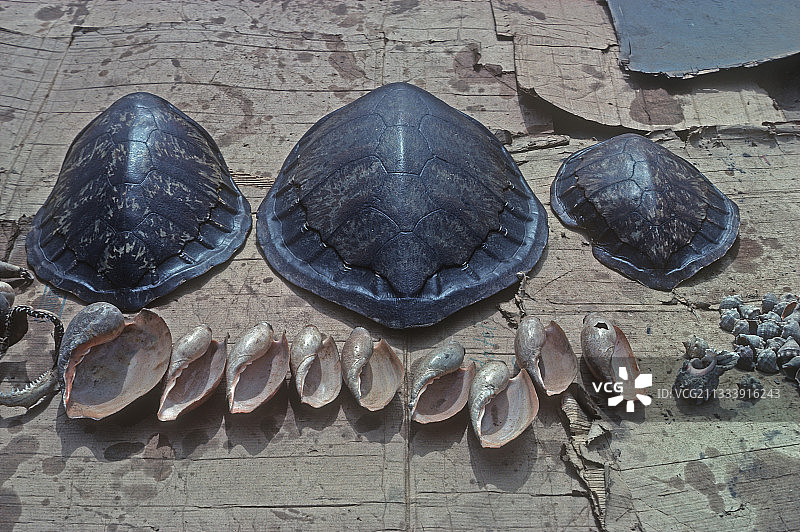 冈比亚旅游酒店出售的绿海龟壳图片素材