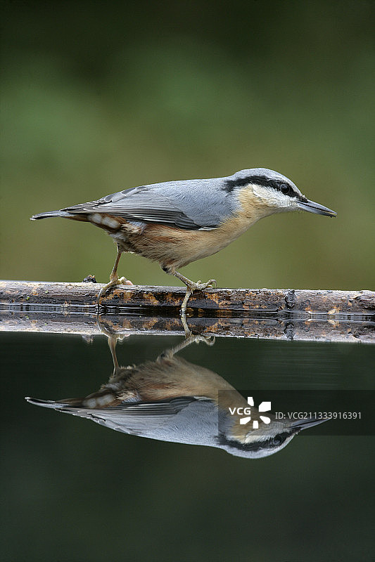英国西米德兰兹郡水域附近的旋木雀图片素材