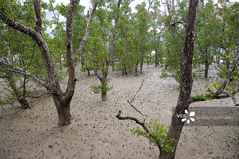 婆罗洲巴科国家公园的红树林图片素材