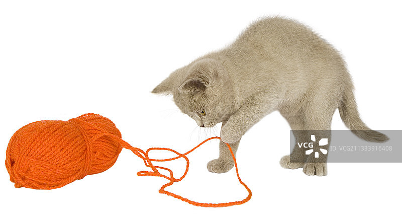 英国短毛猫玩毛线球图片素材