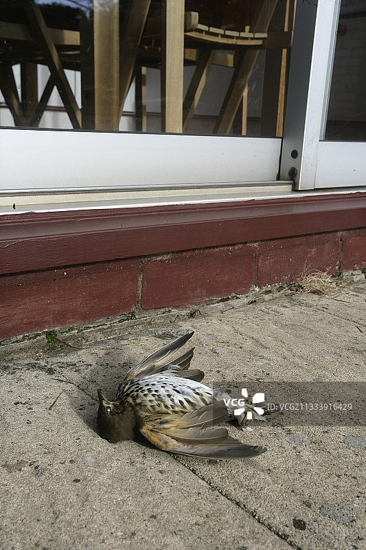 撞到窗户死亡的歌鸫，英国图片素材