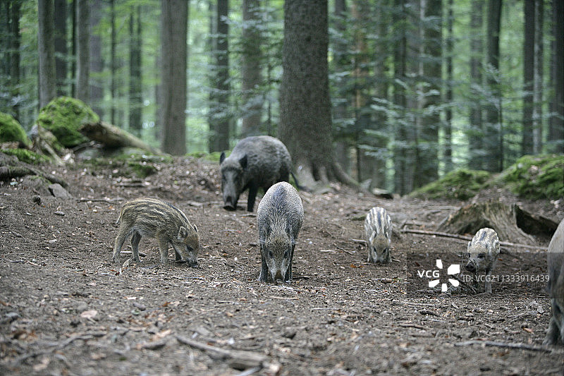 在德国寻找食物的野猪图片素材