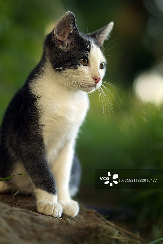 专注的蓝白色猫图片素材