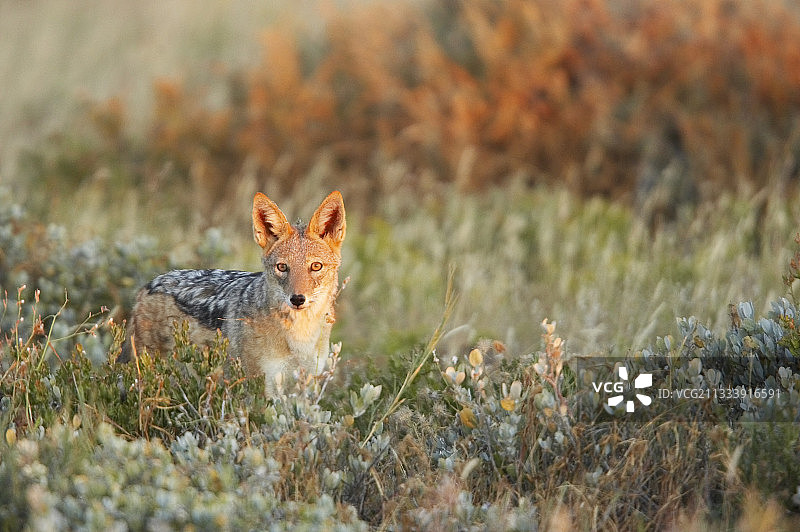 黑背胡狼：埃托沙国家公园（纳米比亚）图片素材