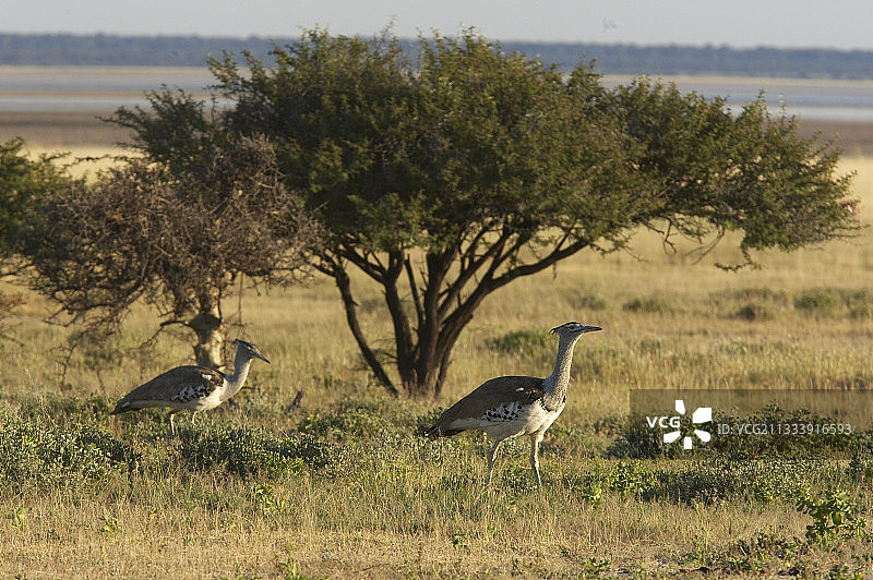 纳米比亚埃托沙国家公园大鸨图片素材