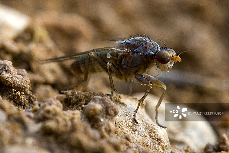 普罗旺斯落地松露蝇特写图片素材