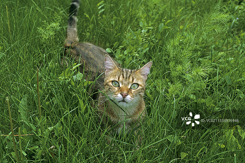 草地上的绿眼灰色猫咪图片素材