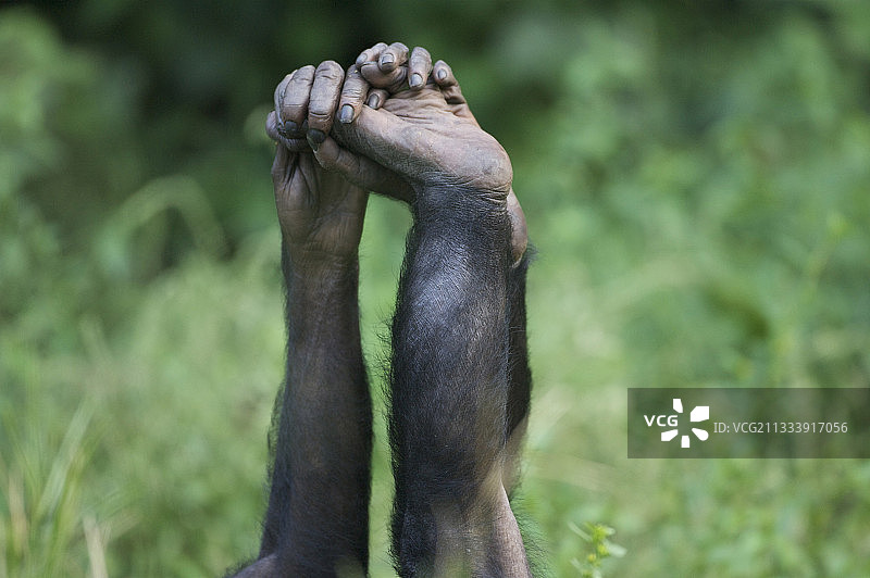 罗拉亚倭黑猩猩民主刚果保护区图片素材
