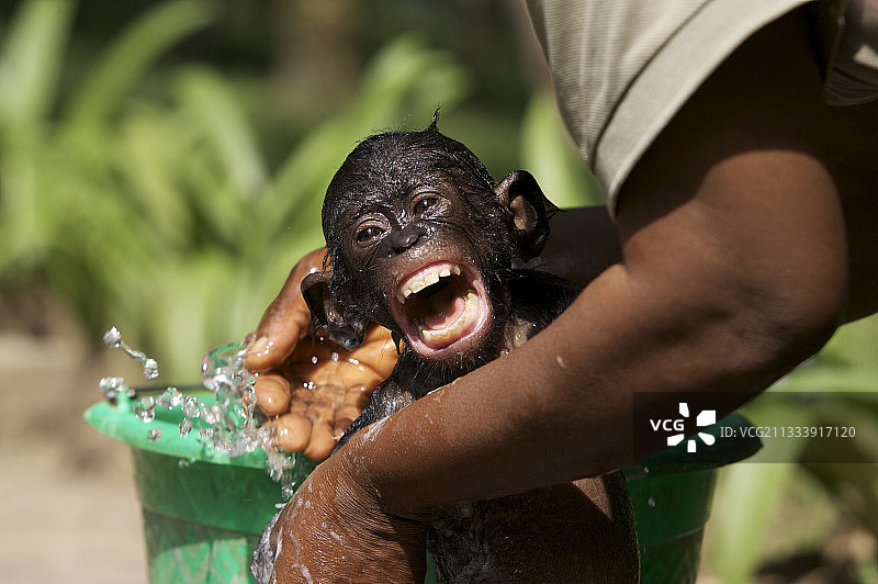 小矮黑猩猩给他的工作人员洛拉娅洗衣服图片素材