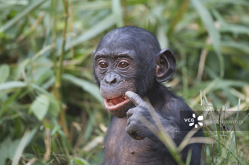 刚果民主共和国罗拉倭黑猩猩保护区中的幼年倭黑猩猩图片素材