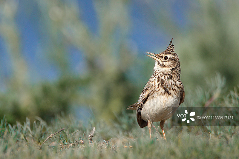 凤头百灵雄鸟，希腊埃夫罗斯三角洲图片素材