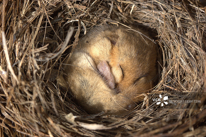 在法国干燥的草窝里冬眠的榛睡鼠图片素材