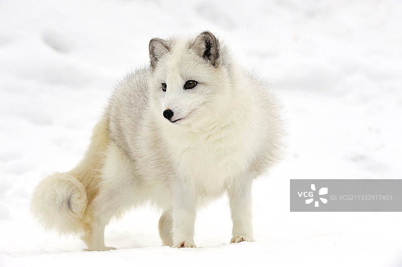 一月雪地里的北极狐图片素材