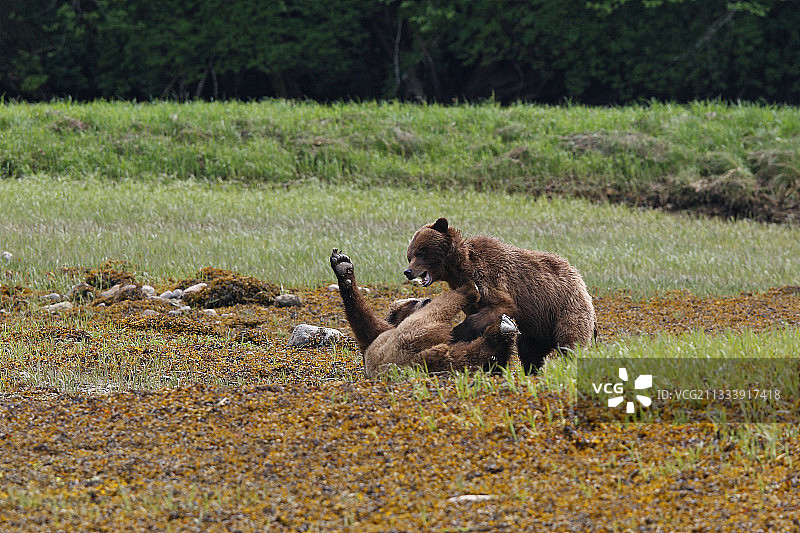 灰熊在不列颠哥伦比亚省的Khutzeymateen河口打斗图片素材
