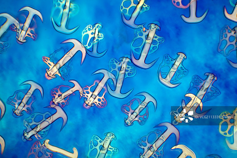 在偏振光下用刀片补偿石膏的灯光，放大100倍。图片素材